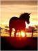 koně při ápadu slunce6