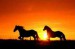 koně při ápadu slunce1