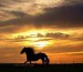koně při ápadu slunce2