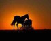koně při ápadu slunce5